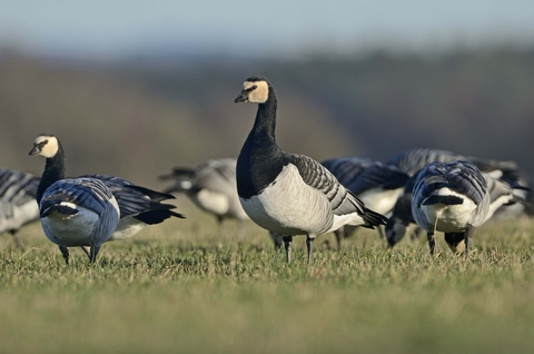 Canada geese uk clearance migration